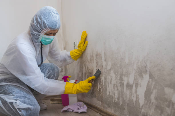 Best Industrial Mold Remediation in Ontario, OR