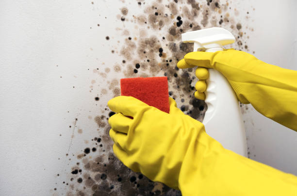 Best HVAC Mold Remediation in Ontario, OR
